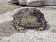 American Toad