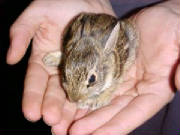 Baby Bunny