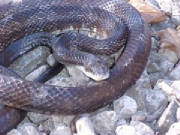 Black Snake