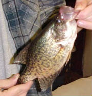 Brandon's White Crappie