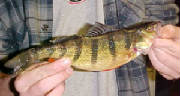 Brandon's Yellow Perch