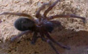 Brown Recluse Spider ???