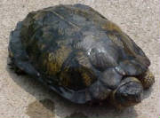 Eastern Box Turtle