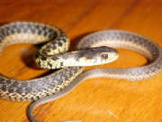 Eastern Garter Snake