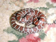 Eastern Milk Snake