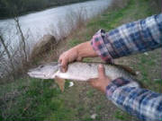 Joe's Northern Pike