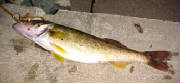 Joe's Walleye