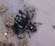 Jumping Spider