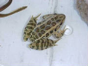 Leopard Frog