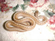 Mid-Western Brown Snake