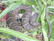 Northern Water Snake