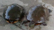 Eastern Painted Turtles