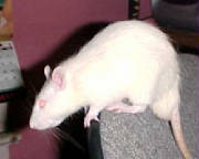 White Rat