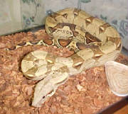 Red Tailed Boa