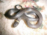 Ringneck Snake