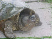 Snapping Turtle