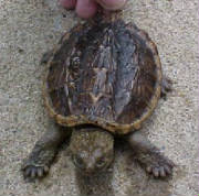 Snapping Turtle