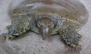 Spinney Softshell Turtle