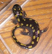 Spotted Salamander