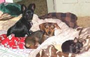 Sweety, Weenie and Koko