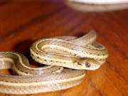 Western Garter Snake