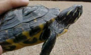 Yellow Eared Slider