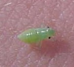 Aphid