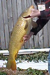 Brandon's Carp