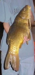 Brandon's Carp