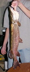 Brandon's Northern Pike