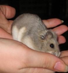 Hamster