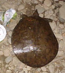 Joe's Giant Spinney Softshell Turtle