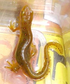 Red Spotted Newt