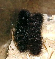 Woolly Bears